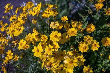 Obraz premium Bright yellow coreopsis flowers blooming in the summer garden. Lance-leaved tickseed or sand coreopsis in full bloom under bright natural sunlight, vibrant floral background, close-up shot.