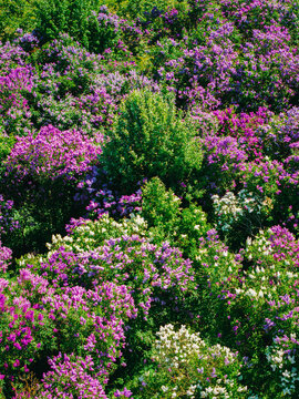 Aerial view of the blooming lilac collection at the Peteris Upitis Garden Museum with vibrant purple and white flowers amidst lush green foliage in Dobele, Dobeles novads, Latvia.