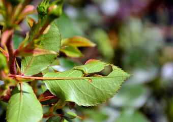 gąsienica szkodnika róży psowacza różnaego, psowacz różany (Allantus cinctus), gąsienica zjadajaca liście róży, curled rose sawfly or banded rose sawfly, a rose pest caterpillar eating rose leaves,  © kateej