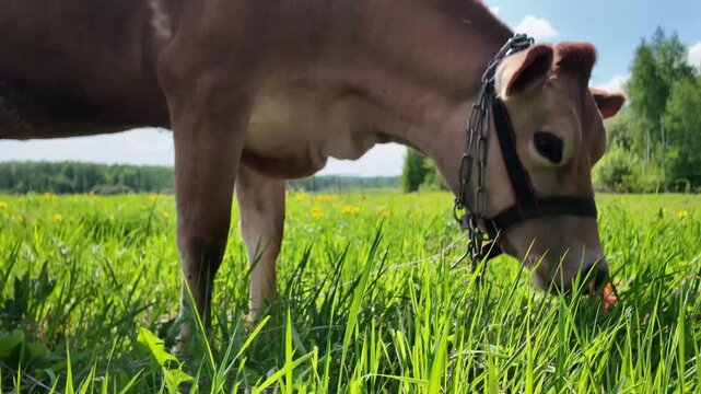 Side view of a Jersey cow grazing on fresh green grass in an open rural landscape. The animal slowly moves from left to right while feeding and exploring the pasture area. Forest, clouds, and blue sky
