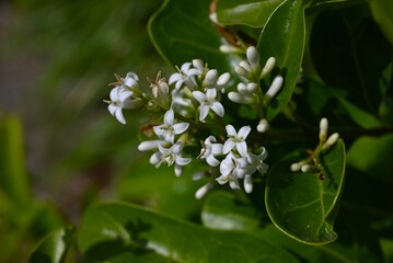 Fototapeta premium Glossy Privet (Ligustrum lucidum). Oleaceae evergreen. The difference from Ligustrum japonicum is that the leaf veins are visible and the berries are spherical.