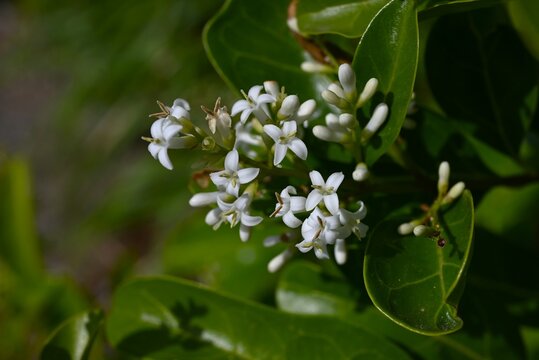 Glossy Privet (Ligustrum lucidum). Oleaceae evergreen. The difference from Ligustrum japonicum is that the leaf veins are visible and the berries are spherical.