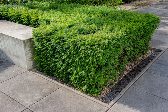 Dense foliage of Lonicera nitida hedge in Nitra, Slovakia