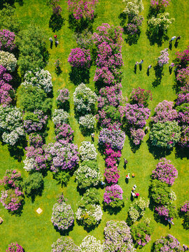 Aerial view of the blooming lilac bushes in purple and white at Petera Upisa Darzkopibas muzejs with visitors walking along the paths in Dobele, Dobeles novads, Latvia.