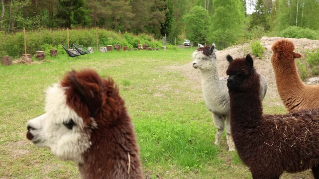 Several alpacas stand together on green pasture in peaceful countryside showing fluffy wool and calm farm animal behavior