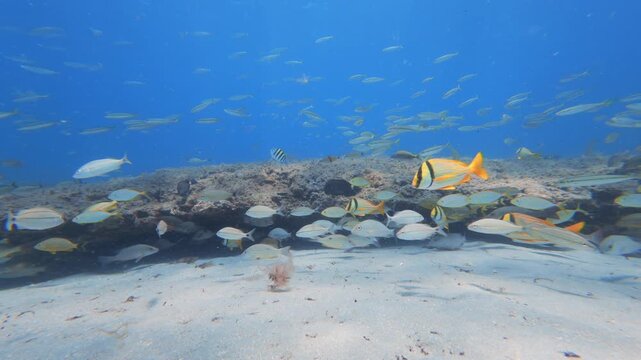 tropical fish swimming in ocean with coral reef