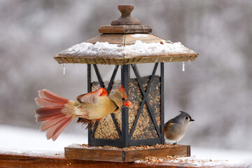 Winter Bird Feeding – Female Cardinal and Tufted Titmouse at Snowy Feeder © UA-Visions.com