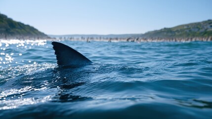 Naklejka premium A large shark fin cutting through the calm ocean surface near a rocky shoreline under a clear bright sky in a coastal marine environment