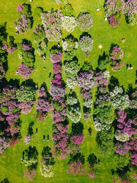 Aerial view of Peteris Upitis Garden Museum featuring blooming lilac bushes in shades of purple and white with people walking through the garden, Dobele, Dobeles novads, Latvia.