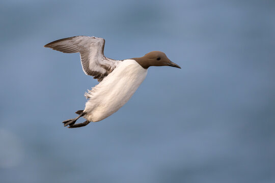 trottellumme Uria aalge guillemot