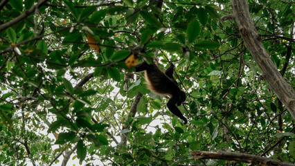 monkey reaching for tree © Dannah