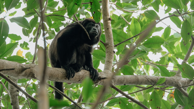 monkey 