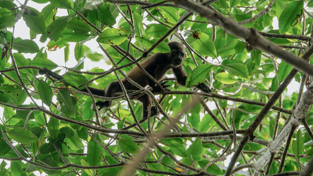 monkey through trees