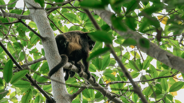 monkeys in tree
