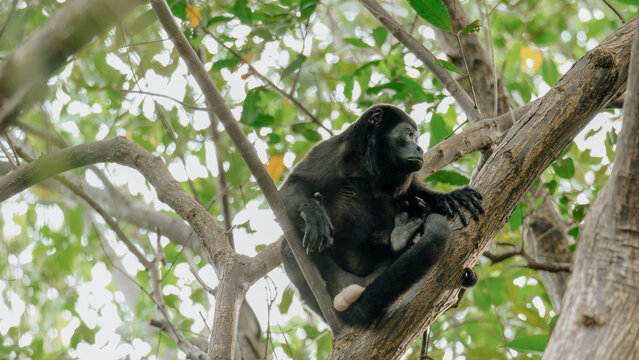 monkey looking 