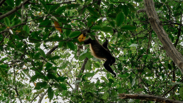 monkey reaching for tree