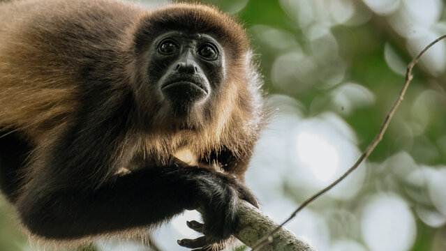 Howler Monkey