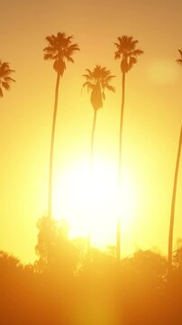 Aerial shot of the sun behind a row of palm trees. Los Angeles California. Vertical video.