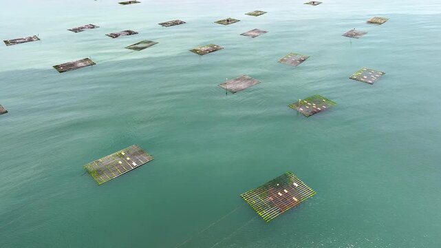 Aerial of floating oyster farms off the coast of Taiwan.
