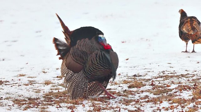 Wild Turkey in the the snow in Minnesota