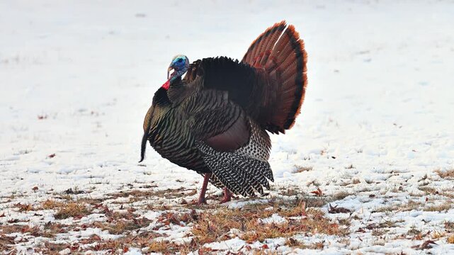 Wild Turkey in the the snow in Minnesota