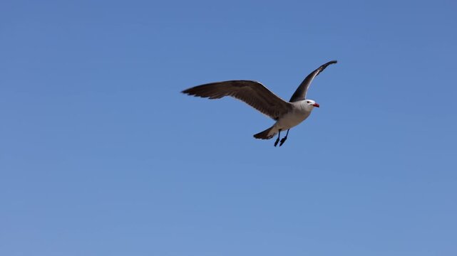 Seagull flying in slow motion at the beach