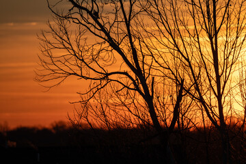 Fototapeta premium Bare trees isolated against a golden sunset sunrise of orange and yellow