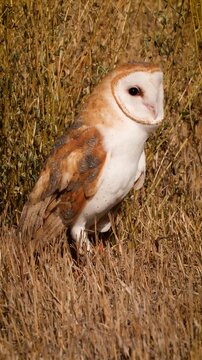 Close-up of a Barn Owl in the morning light. Vertical Video.