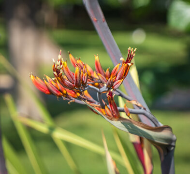 Red Harakeke Flower in Bloom. New Zealand Flax. phormium tenax. Phormium Cookianum.