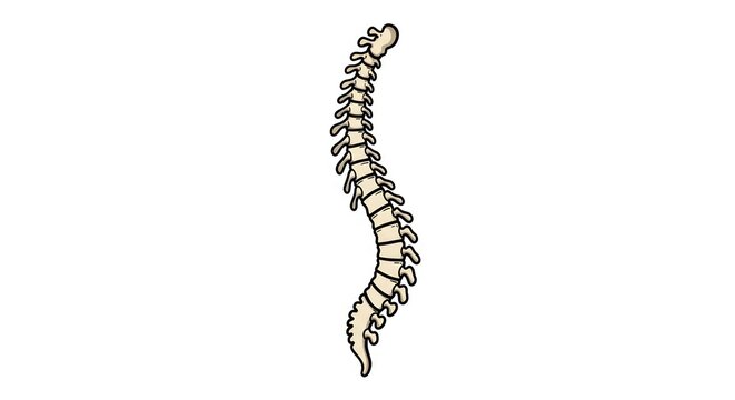 Spine anatomy medical illustration diagram.