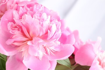 Fototapeta premium Beautiful pink peony flowers on blurred background, closeup