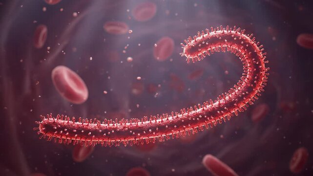 Microscopic View of an Infectious Filovirus Particle Floating Through Human Bloodstream with Red Blood Cells in a Cinematic Medical Visualization