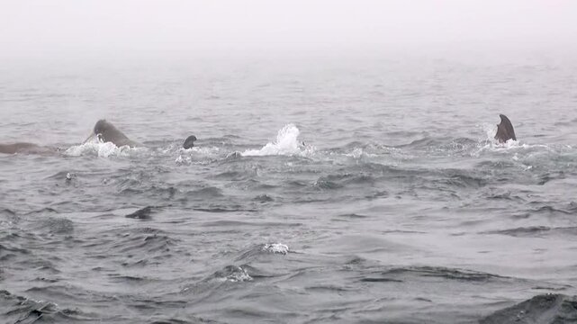 Atlantic walruses glide through Spitsbergen's northern seas. The mighty mammals navigate the vast, cold ocean shrouded in a thick, ethereal mist, their forms appearing and disappearing rhythmically.