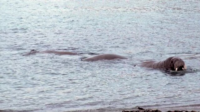 A gathering of Atlantic walruses glides through the shimmering waters near Spitsbergen's icy shore.