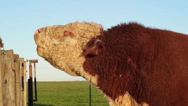 Profile of polled hereford bull mooing on farm. 4K