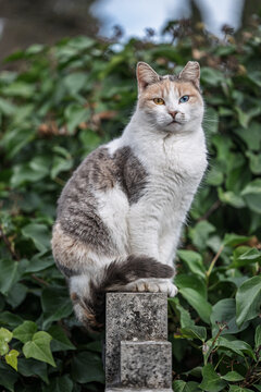 Gato en Cementerio