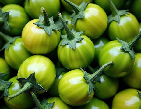 Heap of scarlet jilo eggplants with vibrant green stripes and star shaped green calyxes. Jilo is a fruit used in cooking, native to Africa, popular in Brazil.