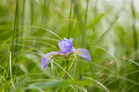 A blue flag iris blooming in a wetland.