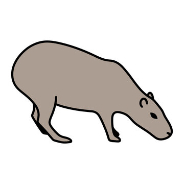 Capybara Grazing
