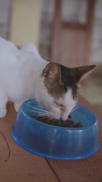 Hungry white cat eating dry food