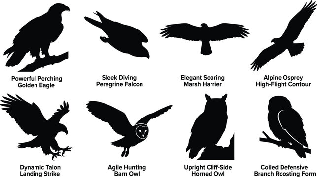 Vector silhouettes set of birds of prey, predatory raptors, hunting eagles, falcons, and owls in flight