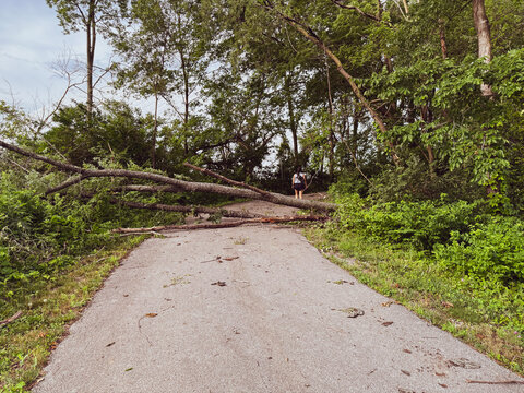 Large Fallen Tree Blocking Paved Bicycle Path. A massive tree blown over by a storm completely blocks a paved bike trail and pedestrian path in a dense green forested park.