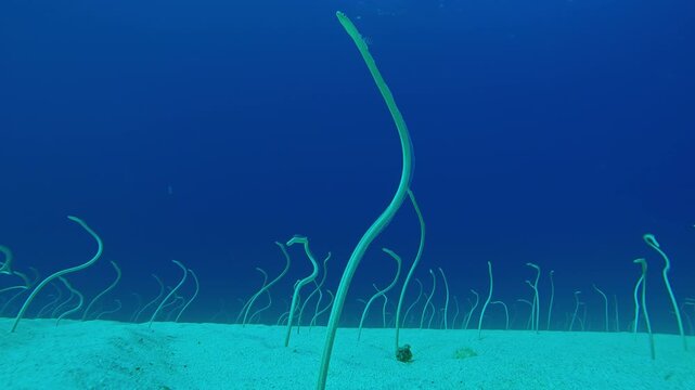 Spotted Garden Eels, long and thin, emerge from sandy bottom, wriggling to grab plankton. Red Sea garden eels, Gorgasia sillneri perform dances to consume plankton against blue water.