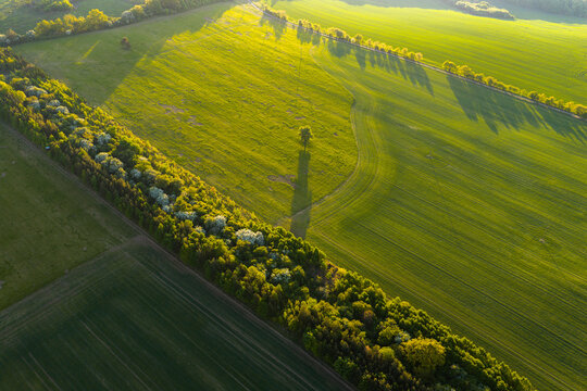 Aerial view of lush green agricultural fields divided by a line of flowering trees with a single tree casting a long shadow in Chvalkovice, Hradec Kralove Region, Czechia.