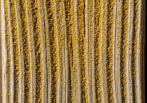 Fine yellow pollen dust lightly coats the textured grain of weathered wood, representing seasonal allergy issues and the start of spring, particles, outdoor, microscopic