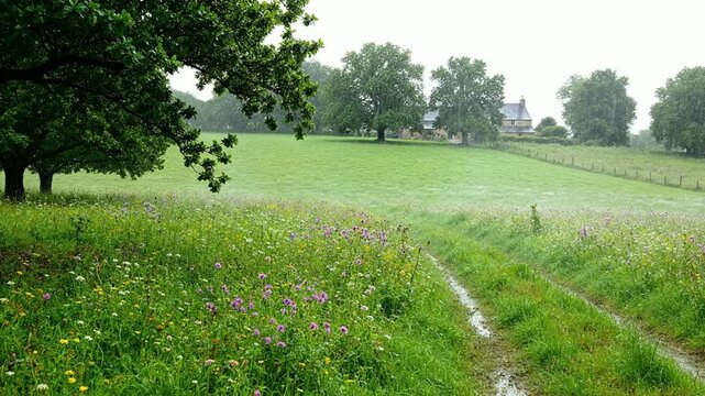 Scenic countryside landscape with wildflower meadow and rain shower in rural england wildflowers