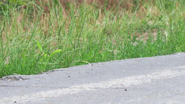 Little owl (Athene noctua) catching an insect on a rural road.