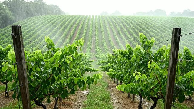 Lush vineyard rows under gentle rain: serene agricultural landscape and viticulture scene winery grapevines