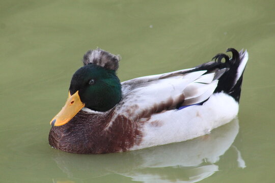 Pato Real