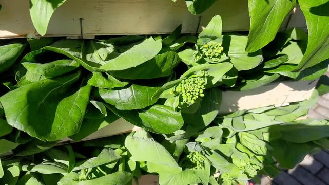 Bok Choy chinese mustard greens leaf vegetable flower buds, and green leaves isolated video footage. Choy sum green vegetable for Chinese cuisine. 
